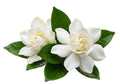 White Blooms Live Flowering Gardenia Shrub Set of Two T6114