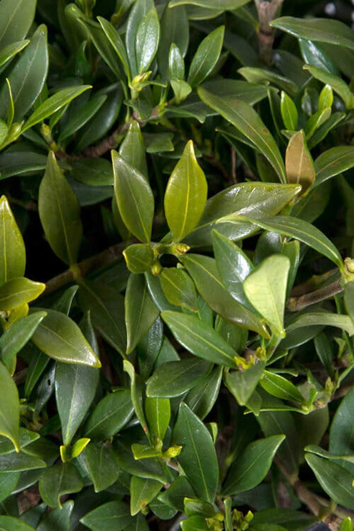 Gardenia 3 Gallon U38347