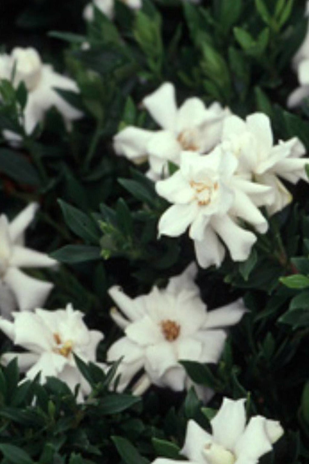 Gardenia 3 Gallon U38347